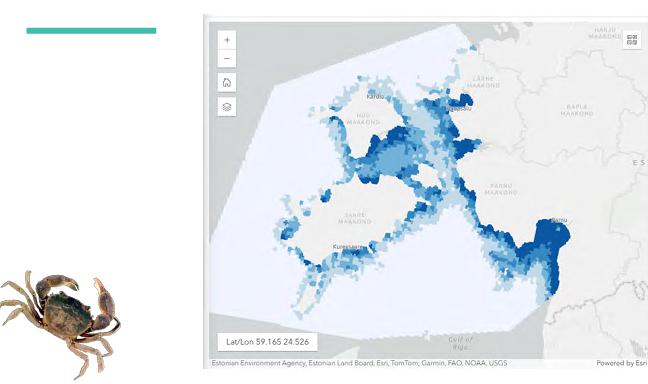 Ķīnas cimdiņkrabis